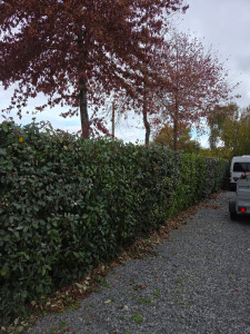 Photo de galerie - Taille de haies et d'arbustes