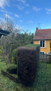 Photo de galerie - Taille d’une haie de tuyas
