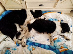 Photo de galerie - Gratouilles, papouilles, câlins ...une vie de chien ! 