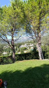 Photo de galerie - Taille pins parasols 