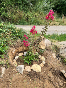 Photo de galerie - Plant d’un jolie Lilas des Indes 