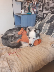 Photo de galerie - Mon chiens sur mon lit avec un doudou 