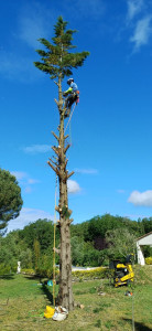 Photo de galerie - Démontage d'un cyprès
