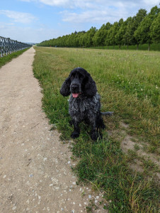 Photo de galerie - Platoon cocker de 5 ans, un 