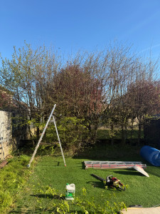 Photo de galerie - Elagage et coupe d'arbres