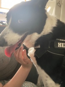 Photo de galerie - Garde chien