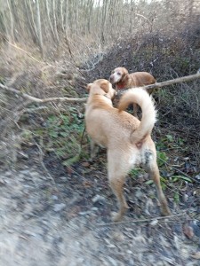 Photo réalisation - Garde chien - Laurine L. - Chambly (Ouest) : Rustie, chienne d'une amie que j'ai emmené lors d'une balade en forêt 