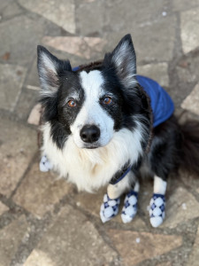 Photo de galerie - Gardiennage de chien