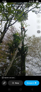 Photo de galerie - Elagage et coupe d'arbres
