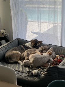 Photo de galerie - Tia une chienne que j’ai gardé qui est avec notre chiot braque de weimar Aïko