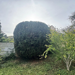 Photo de galerie - Taille de haies et d'arbustes