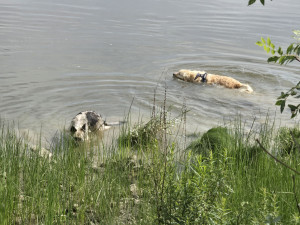 Photo de galerie - Garde chien