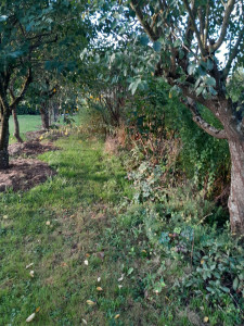 Photo de galerie - Avant debrousaillage à Saint rémy 