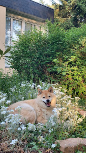 Photo de galerie - Mon chien dans les fleurs