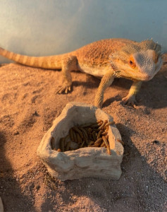Photo de galerie - Garde pogona