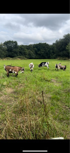 Photo de galerie - Champs cloturé de plus d’un hectare avec mes 6 chèvres très sociables.