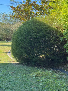 Photo de galerie - Entretien d’arbustes 