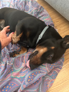 Photo de galerie - Léo teckel 