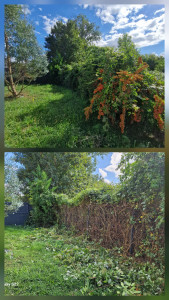 Photo de galerie - Tailles de buissons