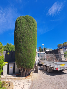 Photo de galerie - Taille de Cyprès