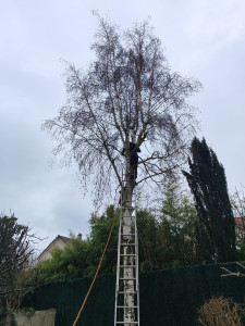 Photo de galerie - Abattage en cour 