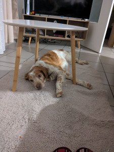 Photo de galerie - Garde chien âgé épagneul breton 