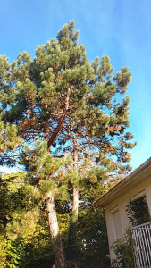 Photo de galerie - Abattage arbre 