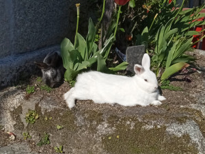 Photo de galerie - Garde lapins