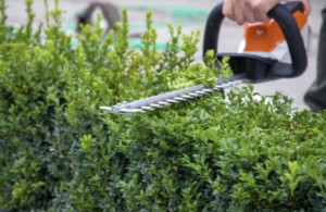 Photo de galerie - Taillage de haie et d'arbustes