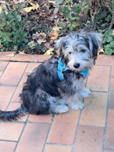 Photo de galerie - Garde chien