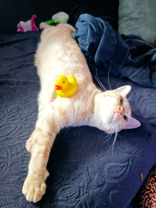 Photo de galerie - Garde chat