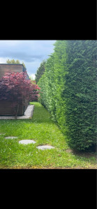 Photo de galerie - Taille-haies