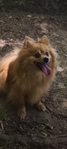 Photo de galerie - Garde animaux 