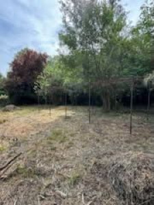 Photo de galerie - Tonte de pelouse - Débroussaillage