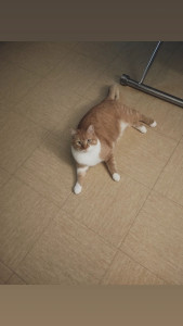 Photo de galerie - Garde de chats pendant 3 mois car personne hospitalisé 