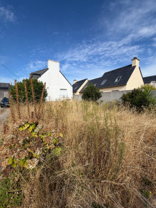 Photo de galerie - AVANT Débroussaillage 