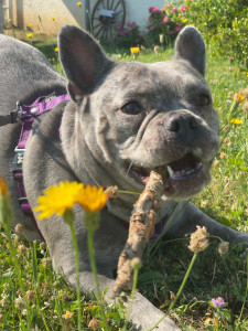 Photo de galerie - Kao est une chienne que je garde régulièrement depuis un an. Très joueuse et affectueuse, elle adore les câlins. C’est toujours un plaisir de l’avoir avec nous.