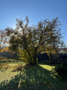 Photo de galerie - Elagage et coupe d'arbres