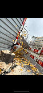 Photo de galerie - Elagage et coupe d'arbres