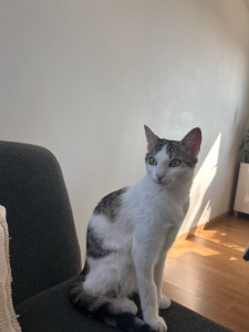 Photo de galerie - Mon chaton