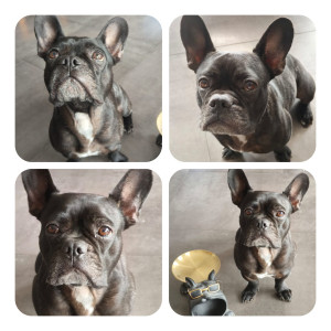 Photo de galerie - Garde chien