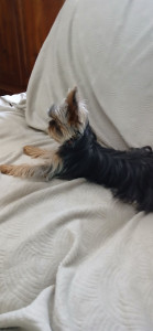 Photo de galerie - Voilà Achille,un vrais garnement.?