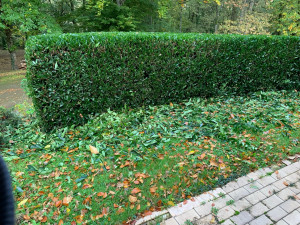 Photo de galerie - Taille d’une haie de lauriers 