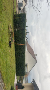 Photo de galerie - Taille de pyracantha 