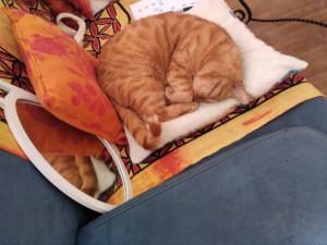 Photo de galerie - Voici mon chat, mais j'en ai gardé d'autres avec le mien. je préfère que vos chats soient vaccinés. 