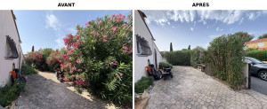 Photo de galerie - Taille de Lauriers-roses