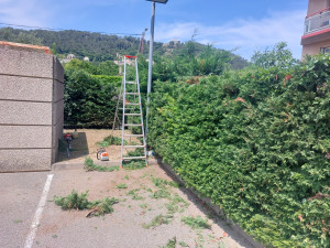 Photo de galerie - Taille haie