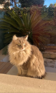 Photo de galerie - Voici mon autre chat 