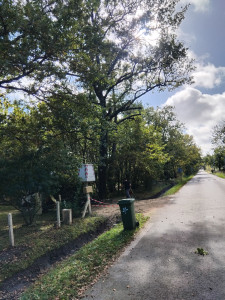 Photo de galerie - Elagage et coupe d'arbres