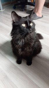 Photo de galerie - Le gardien des enfers : Hadès ! Fier et imposant 